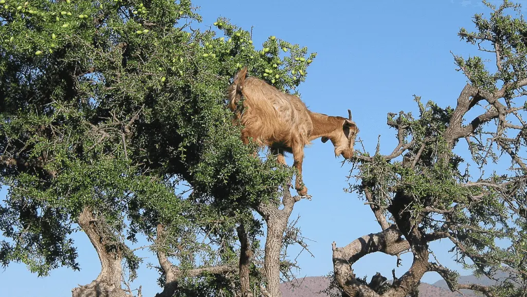 Una cabra subida a las ramas de un árbol de argán en el suroeste de Marruecos