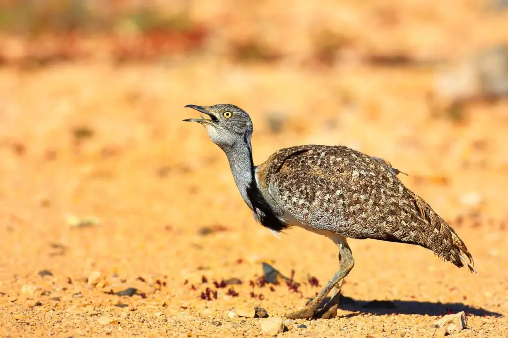 Observación de aves en Marruecos: una hubara cantando en el desierto pedregoso del sur
