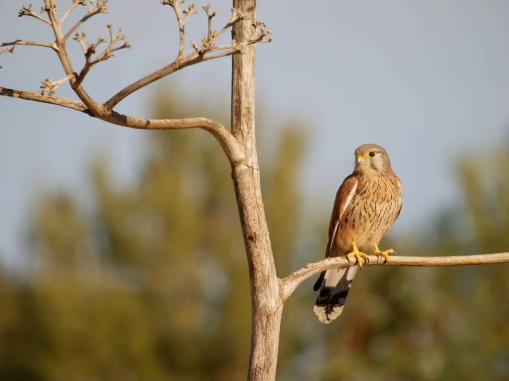 Un cernícalo vulgar posado en una rama desnuda, una de las rapaces más comunes de Marruecos