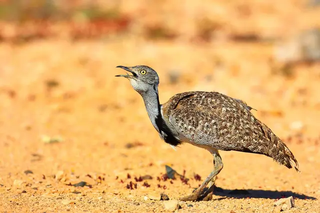 Especie endémica