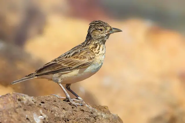 Tour de 5 días de observación de aves en el Sáhara, de Marrakech a Merzouga – foto 1